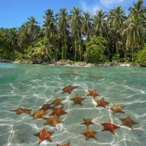 Zeesterren voor de kust bij Bocas del Toro