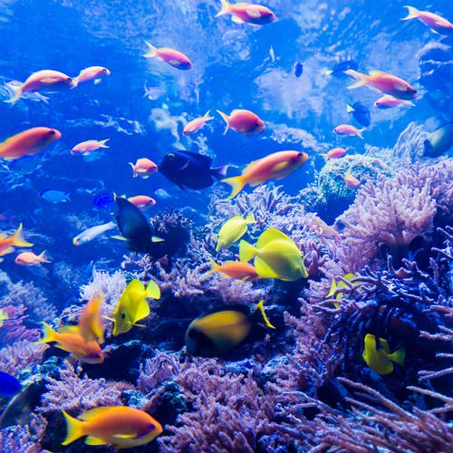 Great Barrier reef