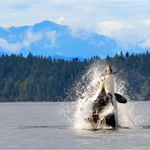 Orca bij Vancouver Island