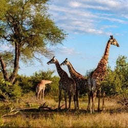 Giraffen in Kruger Nationaal Park