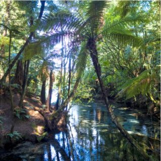 Rainbow Springs Nature Park