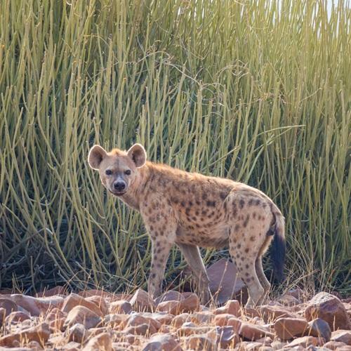 Hyena in Palmwag
