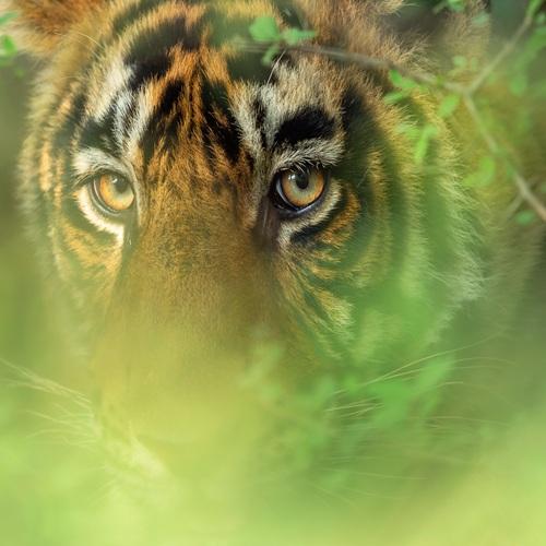 Tijger in Ranthambore Nationaal Park