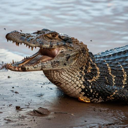 Krokodil in Tambopata