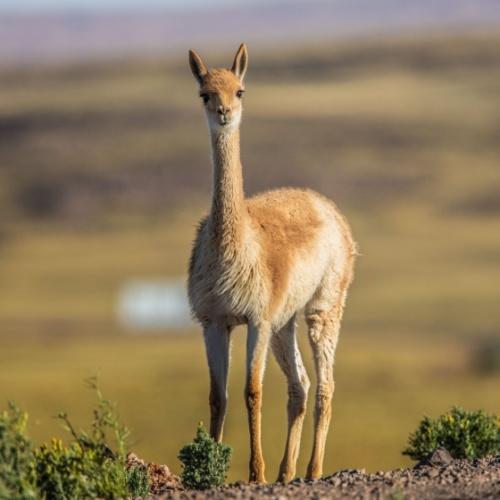 Een jonge vicuña