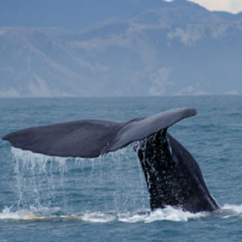 Boottocht: walvissen spotten