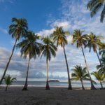 Palmbomen in Quepos