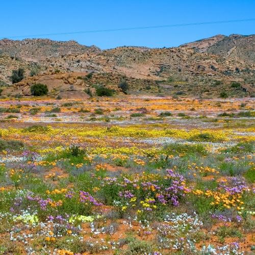 Uitzicht op wilde bloemen Namaqualand