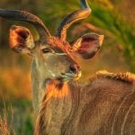 Koedoe in Hoedspruit