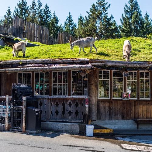 Grazende geiten op het dak bij Coombs Old Country Market