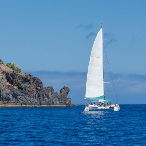Walvissen & dolfijnen spotten per Catamaran