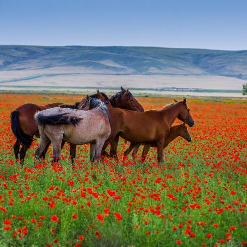 Kudde paarden in het uitgestrekte Kazachstan
