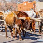 Longhorn parade Oklahoma National Stockyards, Oklahoma City