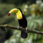 Toekan in Costa Rica