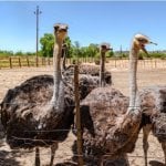 Struisvogels in Oudtshoorn