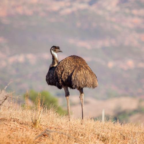 Flinders Ranges