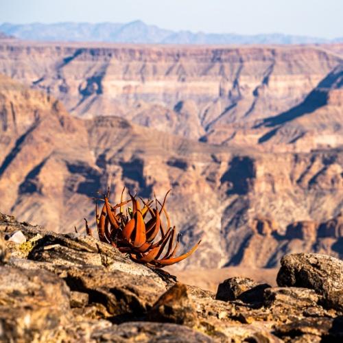 De Khamiesberg aloe plant bij Fish River Canyon