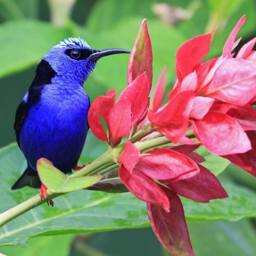 Vogel in Monteverde
