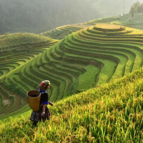 Sapa