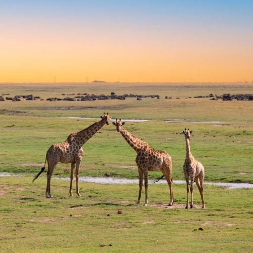 Giraffen in Chobe Nationaal Park