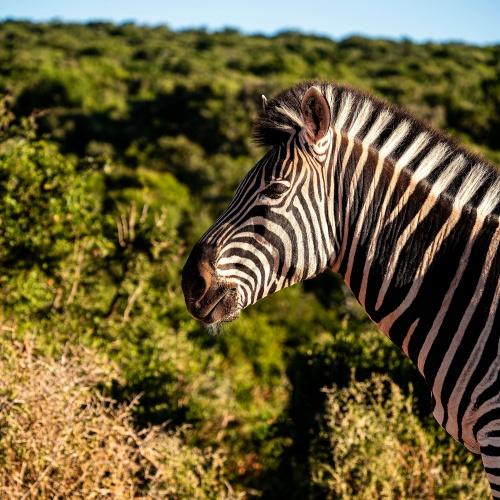 Zebra in Addo Nationaal Park