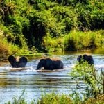 Olifanten in Kruger Nationaal Park (Phalaborwa)