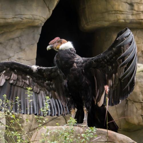 De condor, de grootste vliegende vogel op aarde