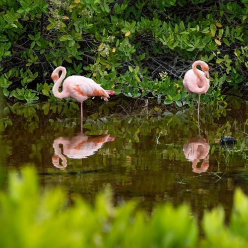 Flamingo's in de Flamingo Lagoon