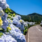 São Miguel, hortensia