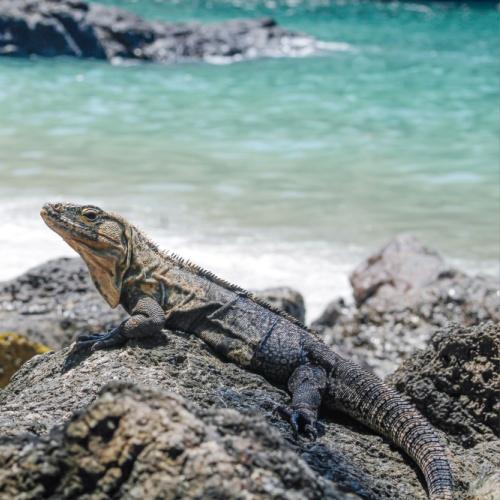 Leguaan op het strand in Quepos
