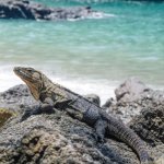 Leguaan op het strand in Quepos