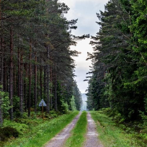 Vaxjo, bos