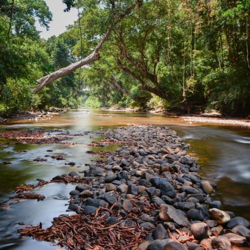 Taman Negara Rainforest