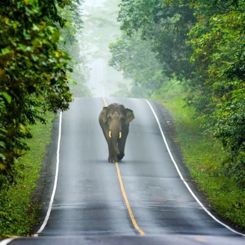 Olifant in Khao Yai