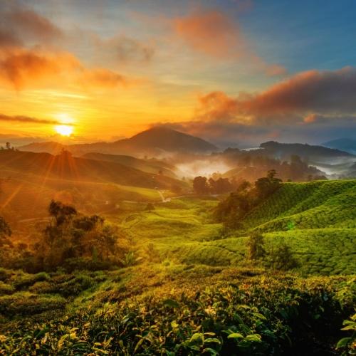 Zonsopgang Cameron Highlands