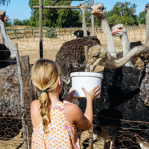 Struisvogelboerderij Oudtshoorn