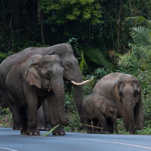 Olifanten Khao Yai