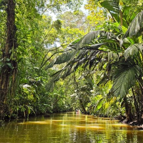 De jungle van Tortuguero Nationaal Park