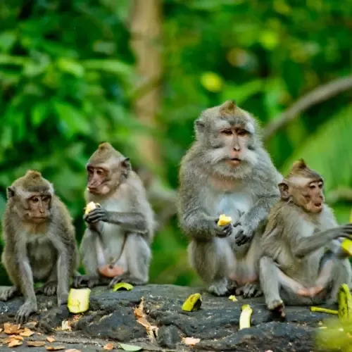 Monkey Forest, Ubud