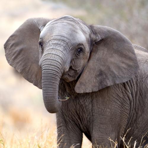 Olifant in Krugerpark