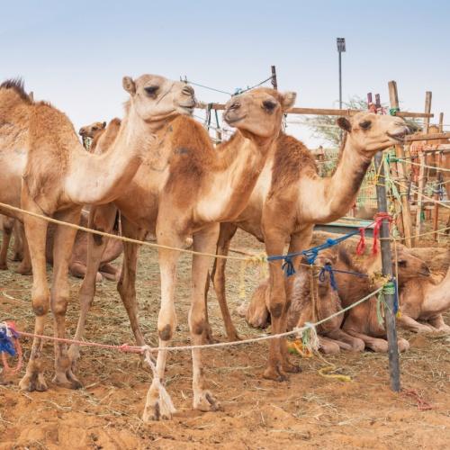 Al Ain, kamelenmarkt