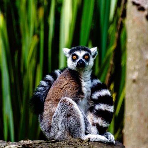 Lemur Madagaskar