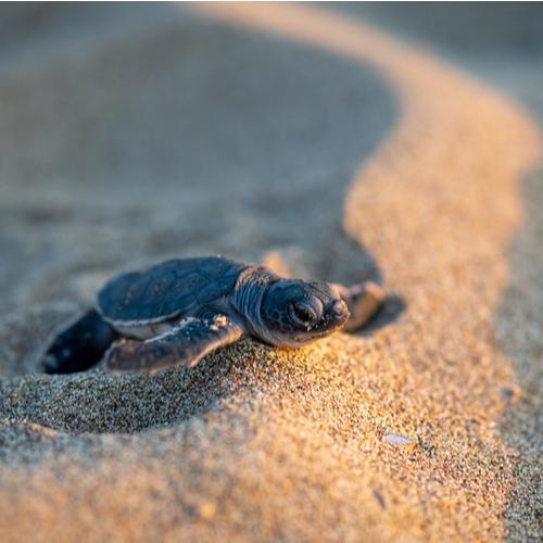 Lara Beach, baby schildpad