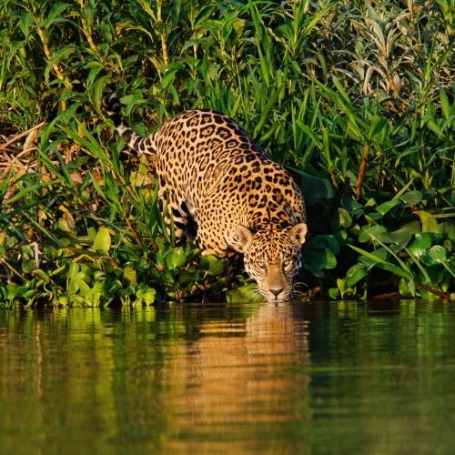 Jaguar in Pantanal