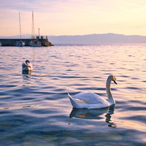 Zwanen, Meer van Ohrid