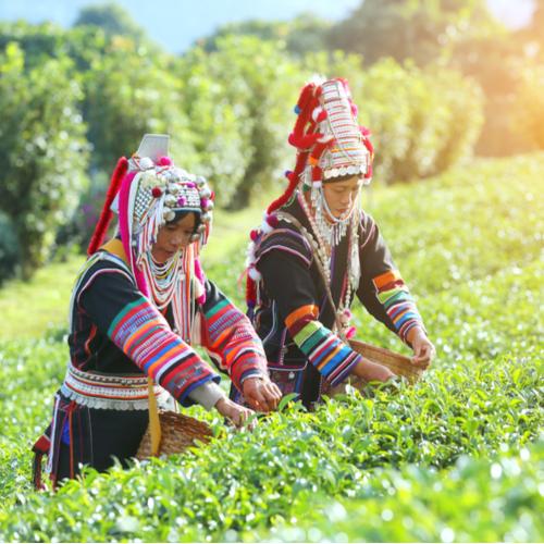 Akha stam op een theeplantage in Chiang Rai
