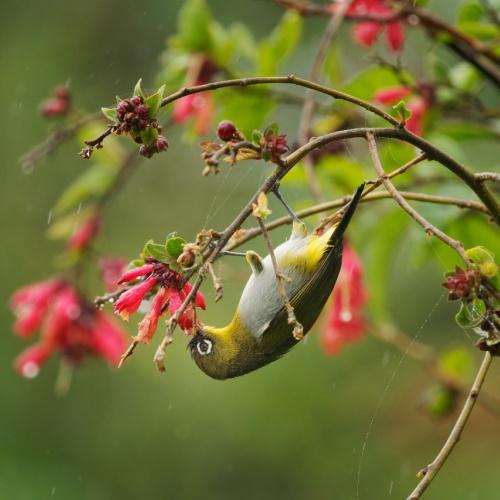 Kleine zangvogel, Sri Lanka 