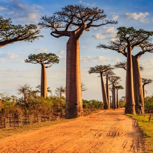 Morondava