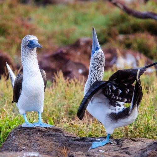 Blue foot boobies
