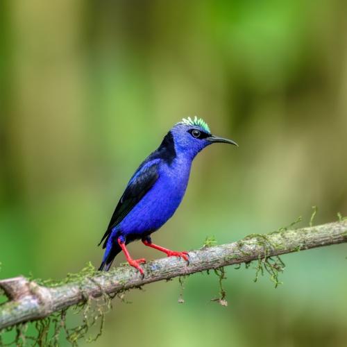 Vogel in La Fortuna